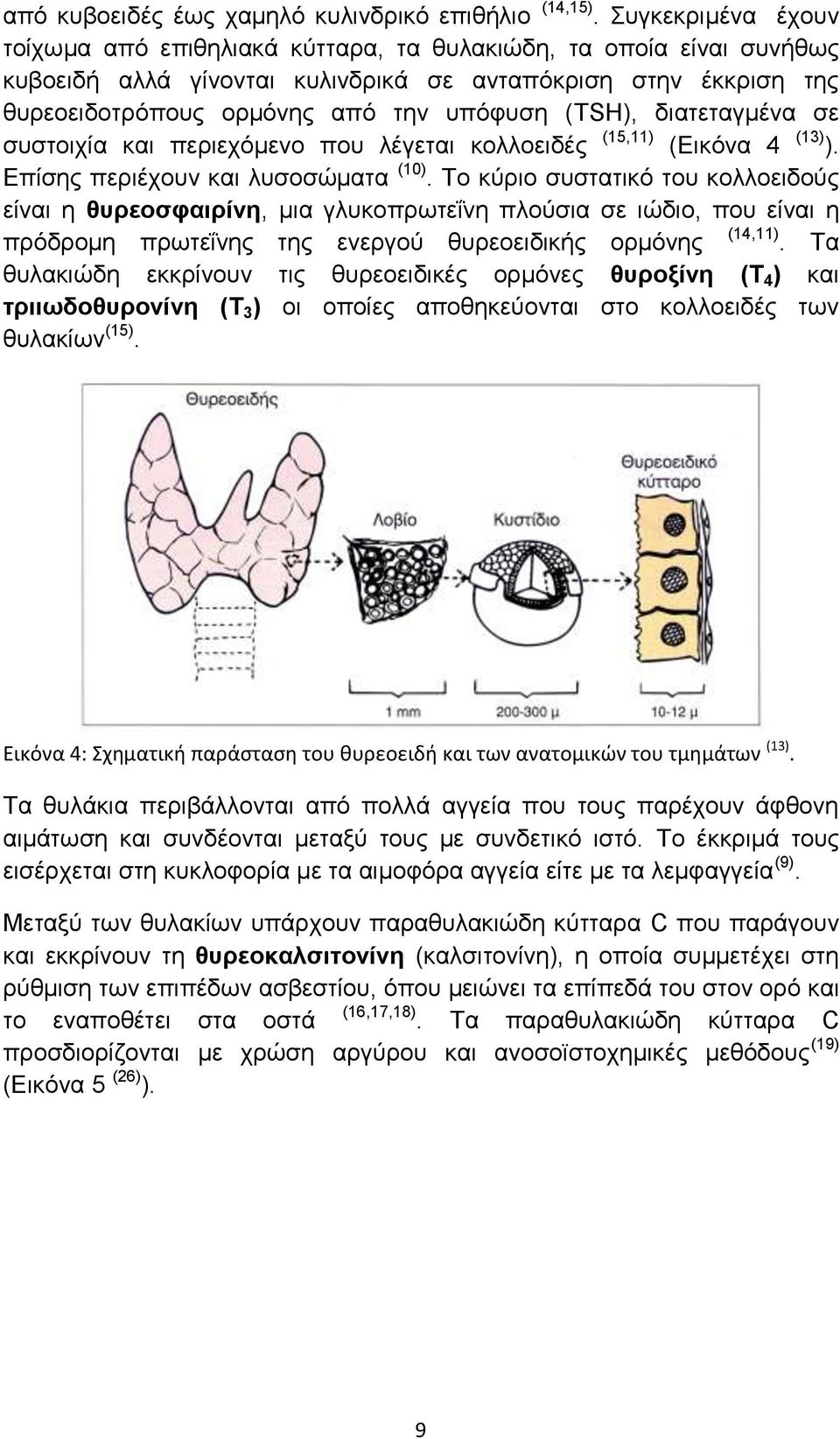 (TSH), διατεταγμένα σε συστοιχία και περιεχόμενο που λέγεται κολλοειδές (15,11) (Εικόνα 4 (13) ). Επίσης περιέχουν και λυσοσώματα (10).