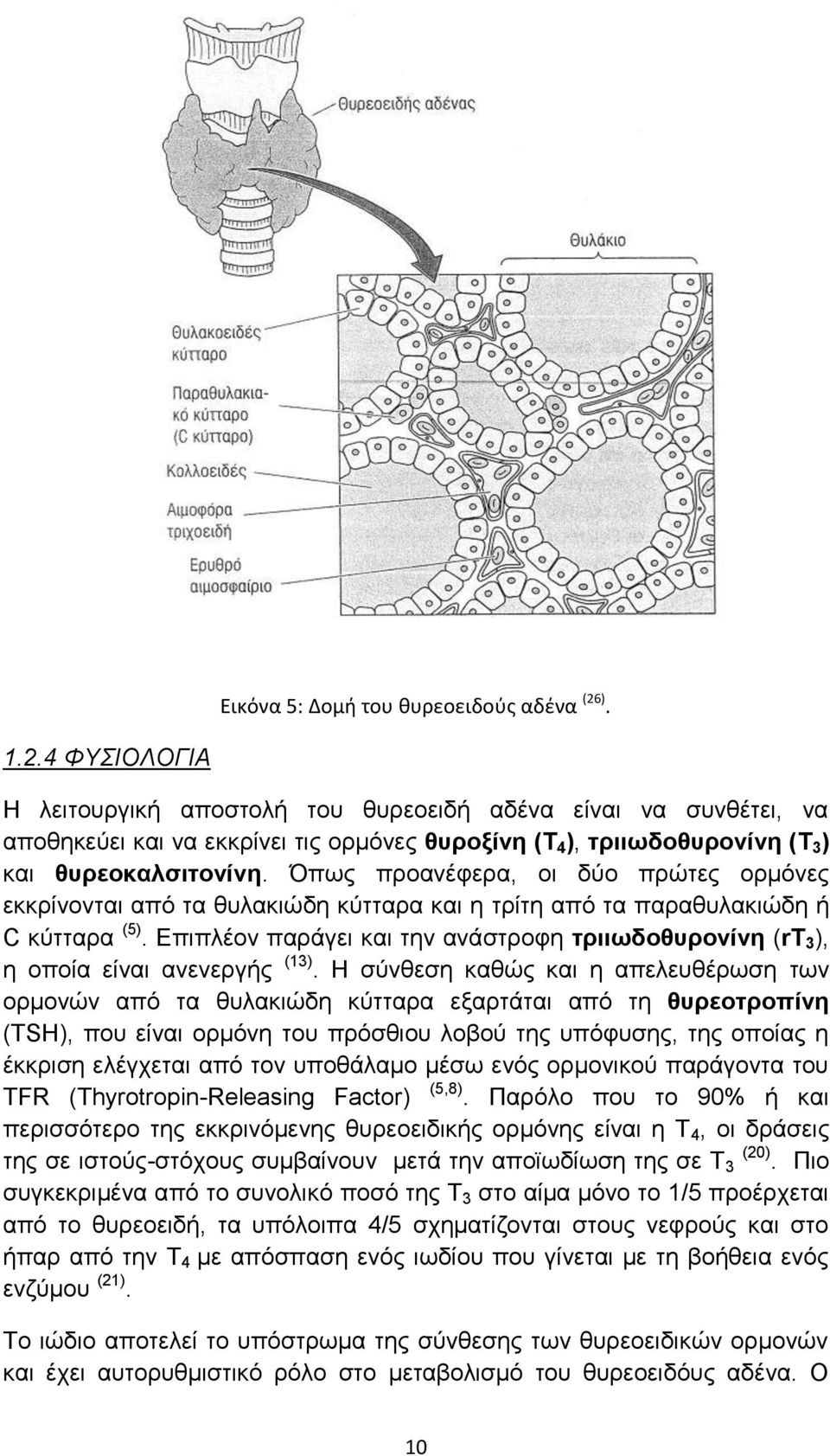 Όπως προανέφερα, οι δύο πρώτες ορμόνες εκκρίνονται από τα θυλακιώδη κύτταρα και η τρίτη από τα παραθυλακιώδη ή C κύτταρα (5).