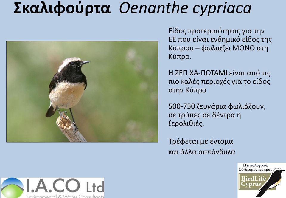 Η ΖΕΠ ΧΑ-ΠΟΤΑΜΙ είναι από τις πιο καλές περιοχές για το είδος στην Κύπρο