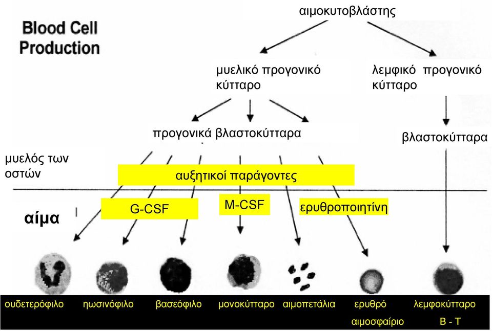βλαστοκύτταρα αίμα G-CSF M-CSF ερυθροποιητίνη ουδετερόφιλο