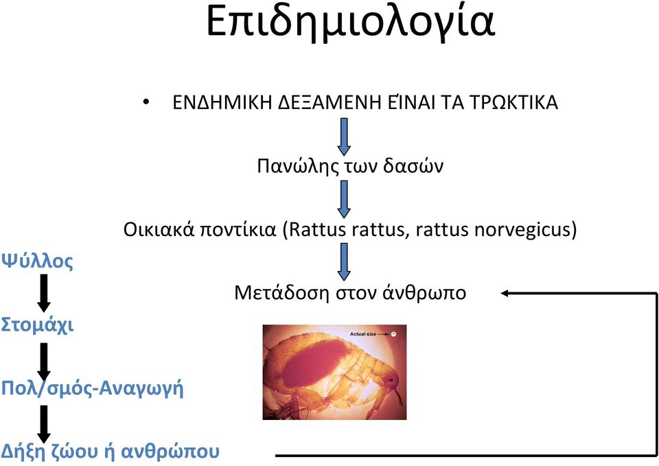 Οικιακά ποντίκια (Rattus rattus, rattus