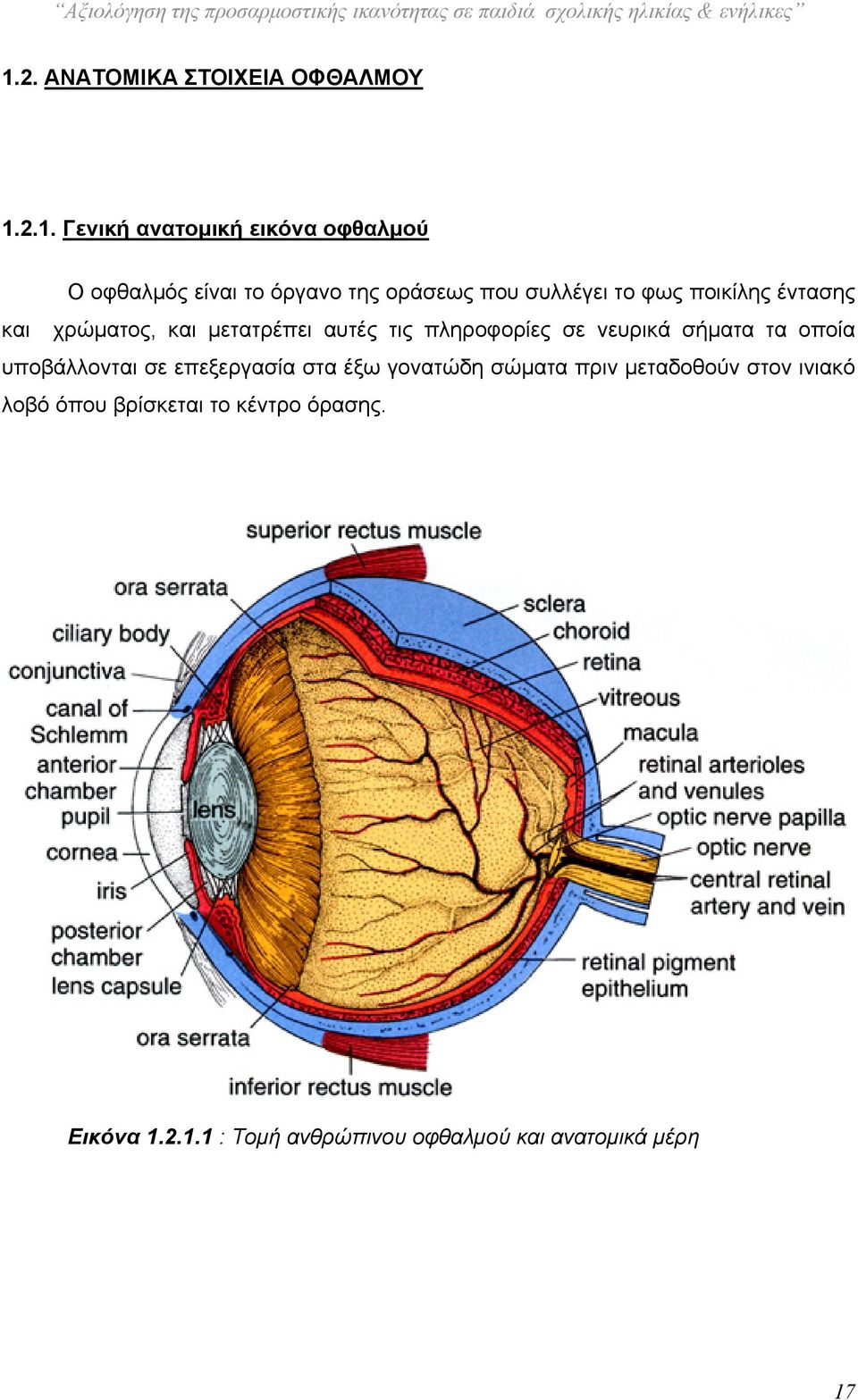 2.1. Γενική ανατομική εικόνα οφθαλμού Ο οφθαλμός είναι το όργανο της οράσεως που συλλέγει το φως ποικίλης έντασης και χρώματος, και