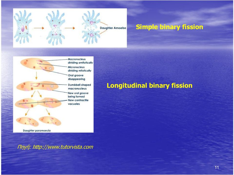 binary fission Πηγή: