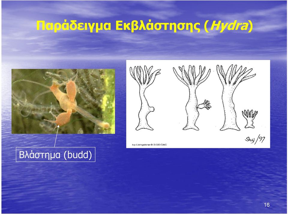 (Hydra)