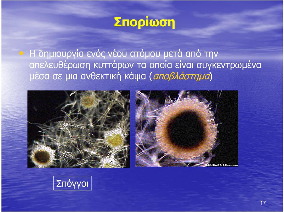 οποία είναι συγκεντρωμένα μέσα σε μια