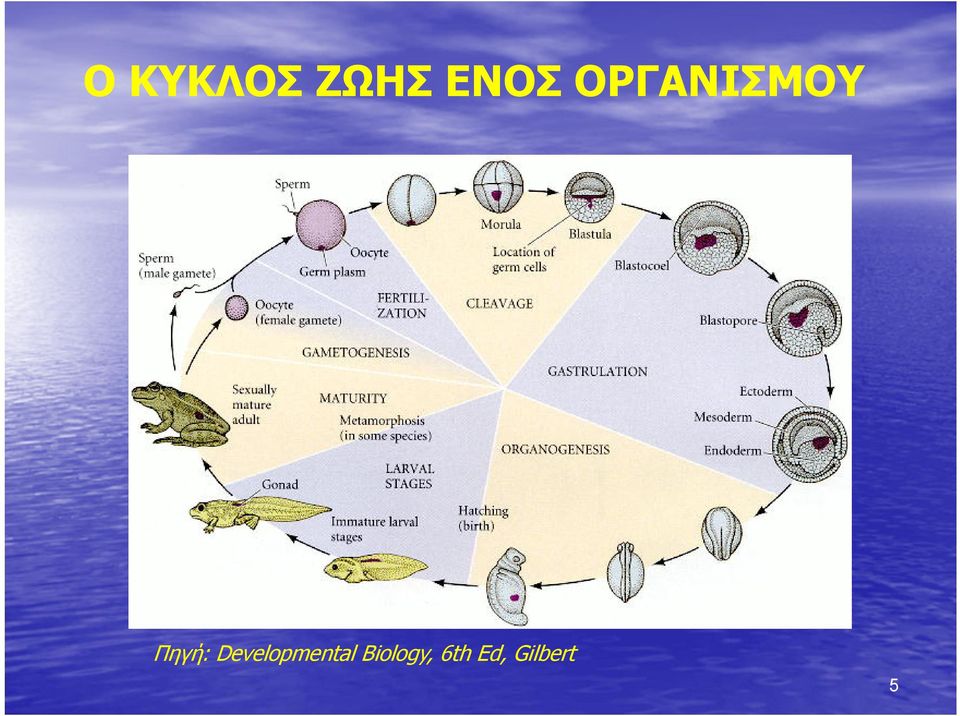 Developmental