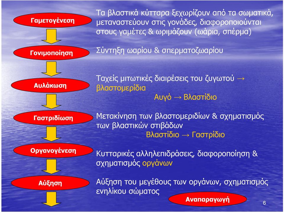 του ζυγωτού βλαστομερίδια Αυγό Βλαστίδιο Μετακίνηση των βλαστομεριδίων & σχηματισμός των βλαστικών στιβάδων Βλαστίδιο Γαστρίδιο