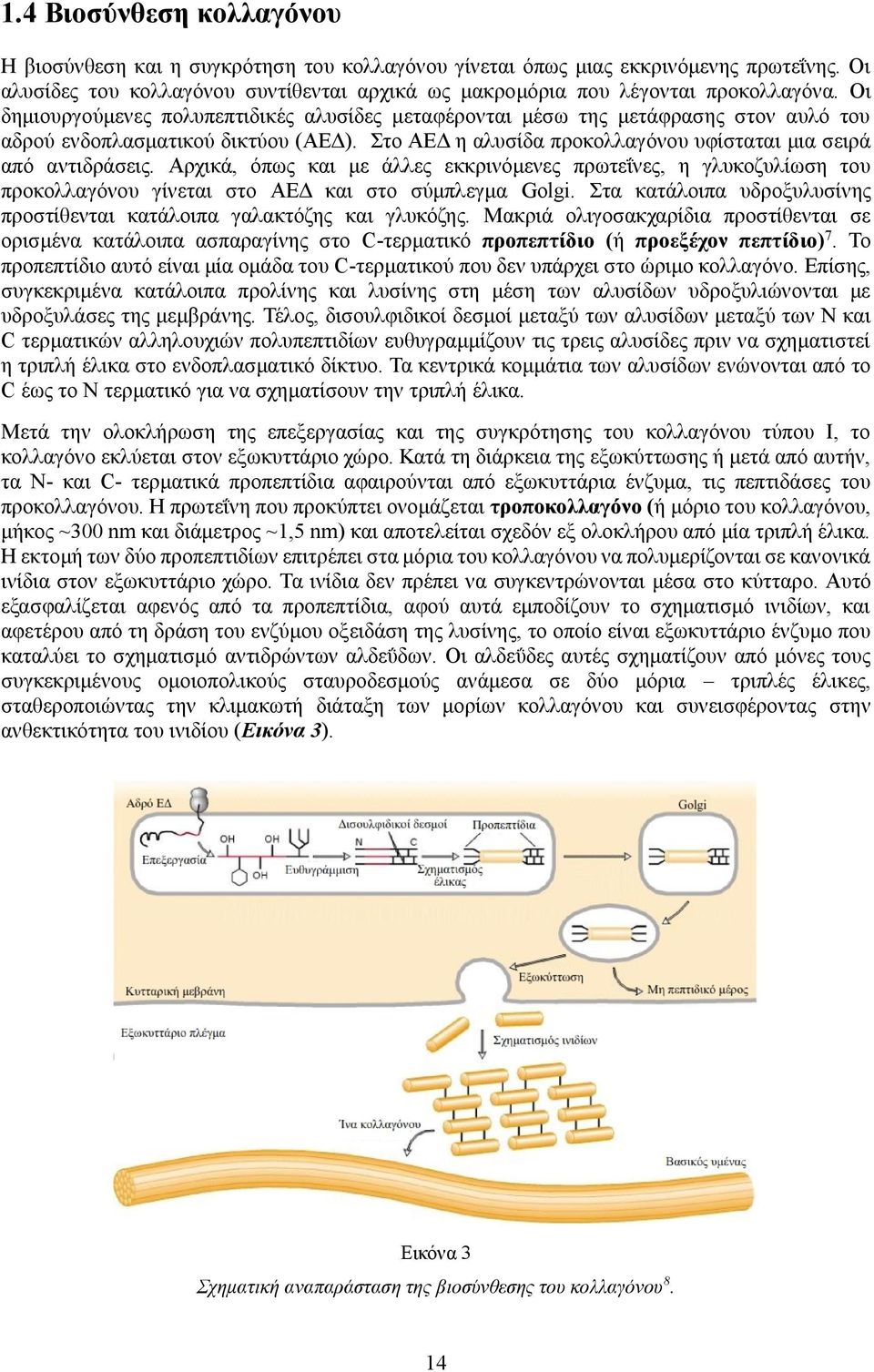 Αρχικά, όπως και με άλλες εκκρινόμενες πρωτεΐνες, η γλυκοζυλίωση του προκολλαγόνου γίνεται στο ΑΕΔ και στο σύμπλεγμα Golgi. Στα κατάλοιπα υδροξυλυσίνης προστίθενται κατάλοιπα γαλακτόζης και γλυκόζης.