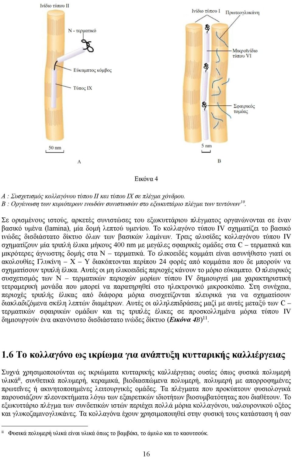 Το κολλαγόνο τύπου IV σχηματίζει το βασικό ινώδες δισδιάστατο δίκτυο όλων των βασικών λαμίνων.