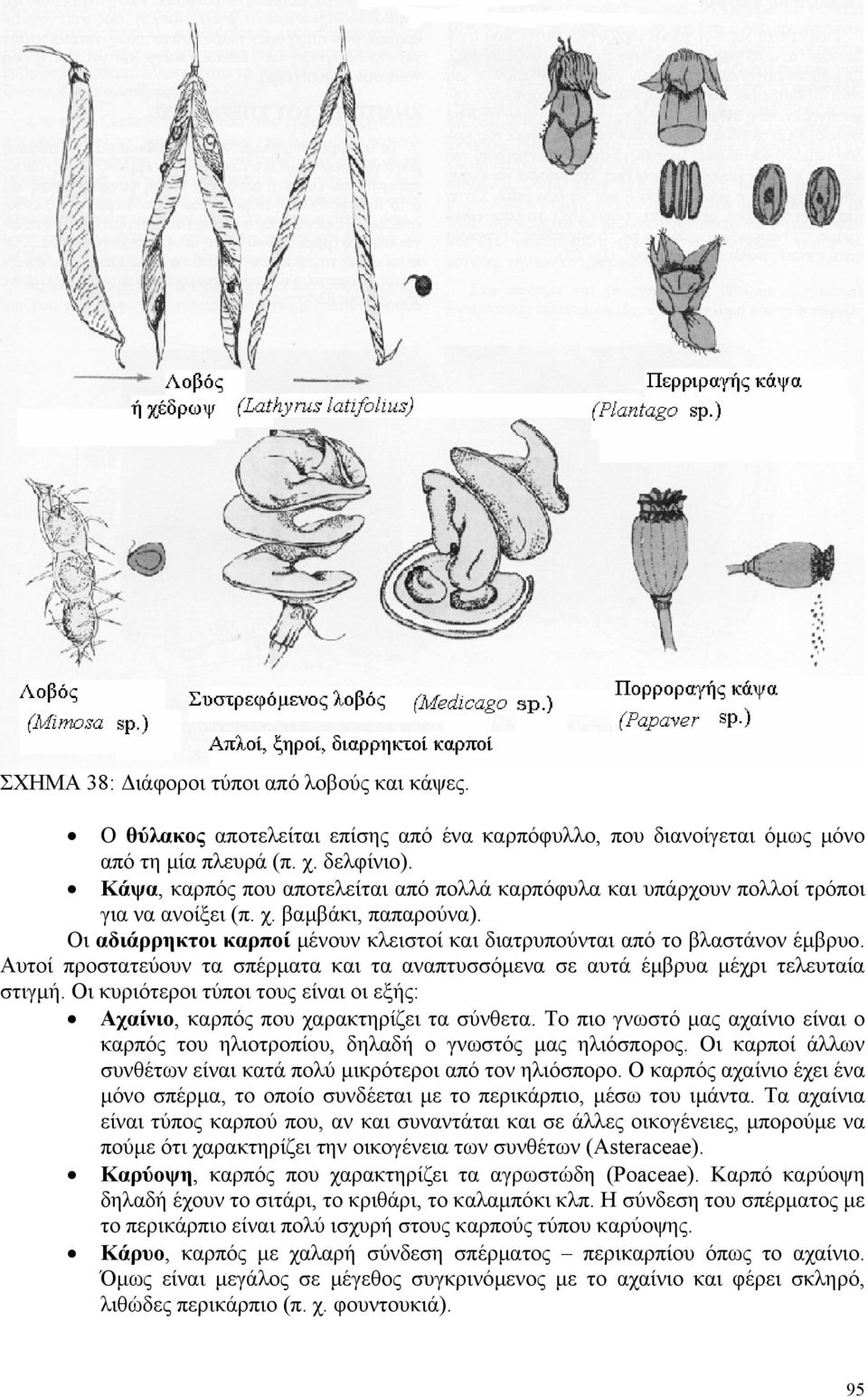 Αυτοί προστατεύουν τα σπέρµατα και τα αναπτυσσόµενα σε αυτά έµβρυα µέχρι τελευταία στιγµή. Οι κυριότεροι τύποι τους είναι οι εξής: Αχαίνιο, καρπός που χαρακτηρίζει τα σύνθετα.