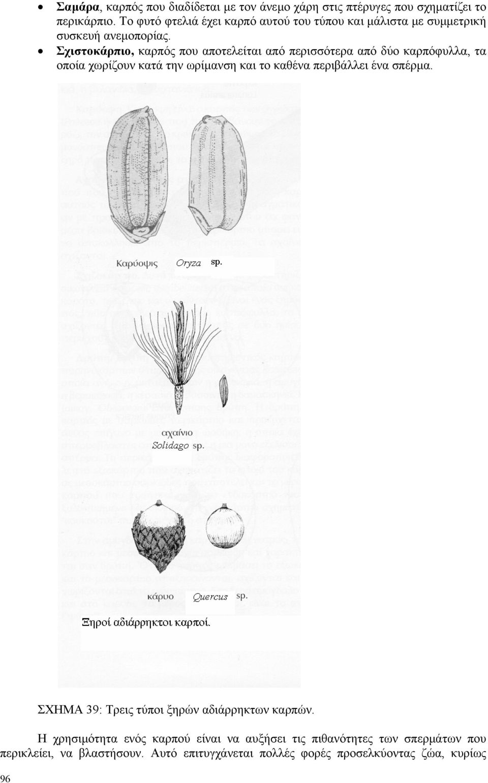Σχιστοκάρπιο, καρπός που αποτελείται από περισσότερα από δύο καρπόφυλλα, τα οποία χωρίζουν κατά την ωρίµανση και το καθένα περιβάλλει