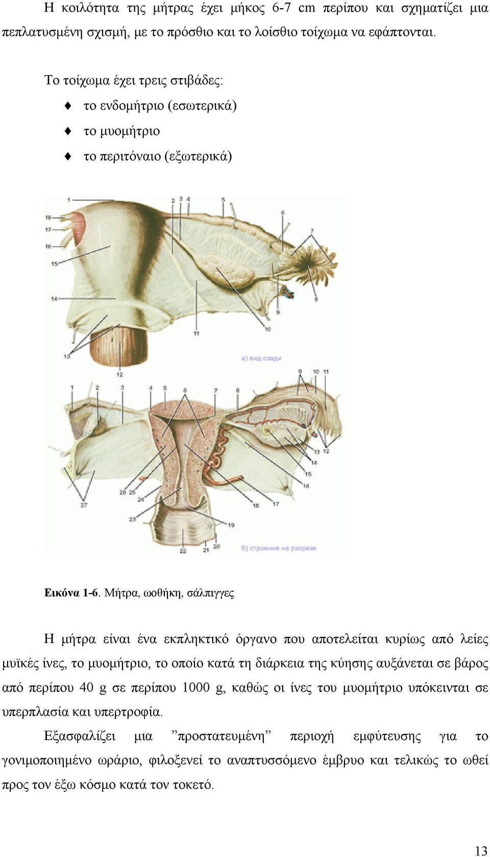 Μήτρα, ωοθήκη, σάλπιγγες Η μήτρα είναι ένα εκπληκτικό όργανο που αποτελείται κυρίως από λείες μυϊκές ίνες, το μυομήτριο, το οποίο κατά τη διάρκεια της κύησης αυξάνεται σε