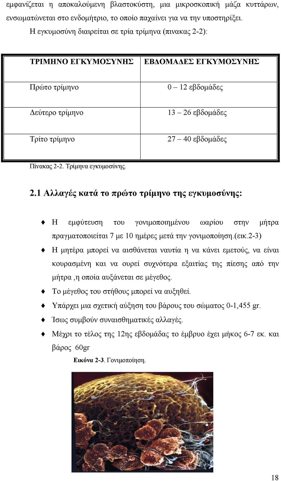 Τρίμηνα εγκυμοσύνης. 2.1 Αλλαγές κατά το πρώτο τρίμηνο της εγκυμοσύνης: H εμφύτευση του γονιμοποιημένου ωαρίου στην μήτρα πραγματοποιείται 7 με 10 ημέρες μετά την γονιμοποίηση.(εικ.