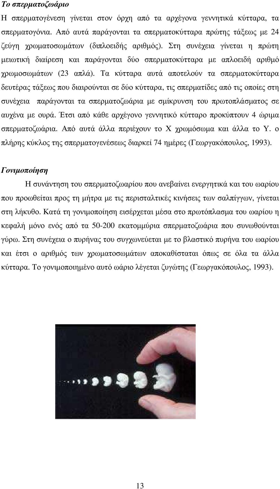 Στη συνέχεια γίνεται η πρώτη µειωτική διαίρεση και παράγονται δύο σπερµατοκύτταρα µε απλοειδή αριθµό χρωµοσωµάτων (23 απλά).