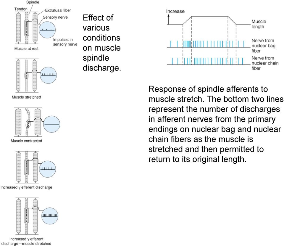 The bottom two lines represent the number of discharges in afferent nerves from