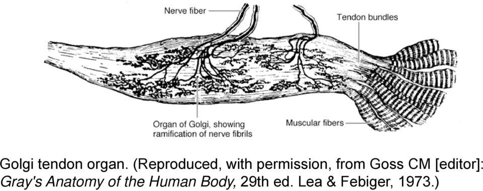 Goss CM [editor]: Gray's Anatomy