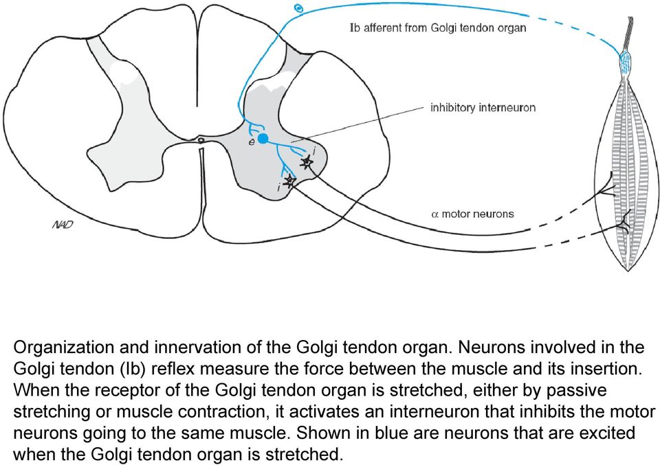 When the receptor of the Golgi tendon organ is stretched, either by passive stretching or muscle contraction,