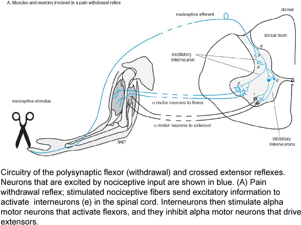 (A) Pain withdrawal reflex; stimulated nociceptive fibers send excitatory information to activate