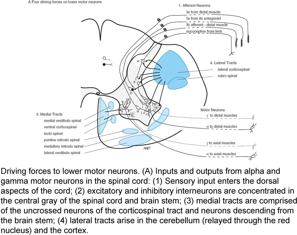 the cord; (2) excitatory and inhibitory interneurons are concentrated in the central gray of the spinal cord and brain stem;