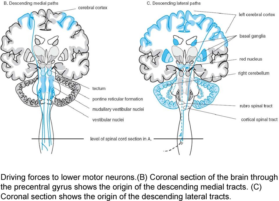 precentral gyrus shows the origin of the descending