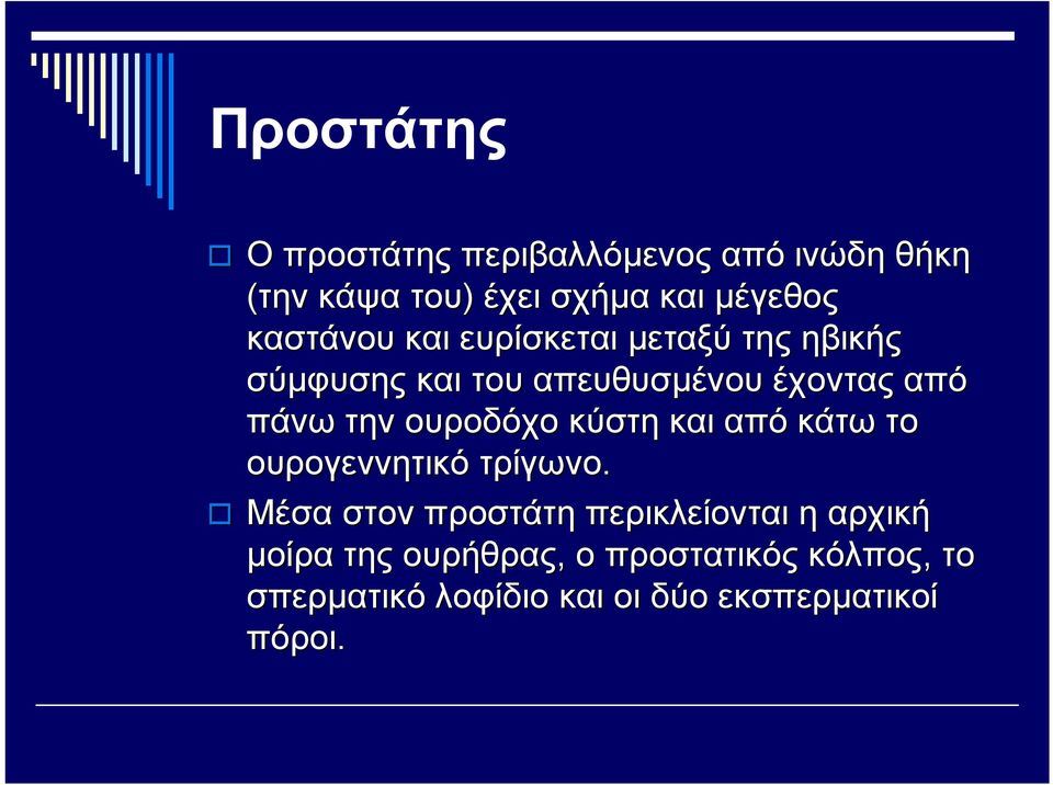 ουροδόχο κύστη και από κάτω το ουρογεννητικό τρίγωνο.