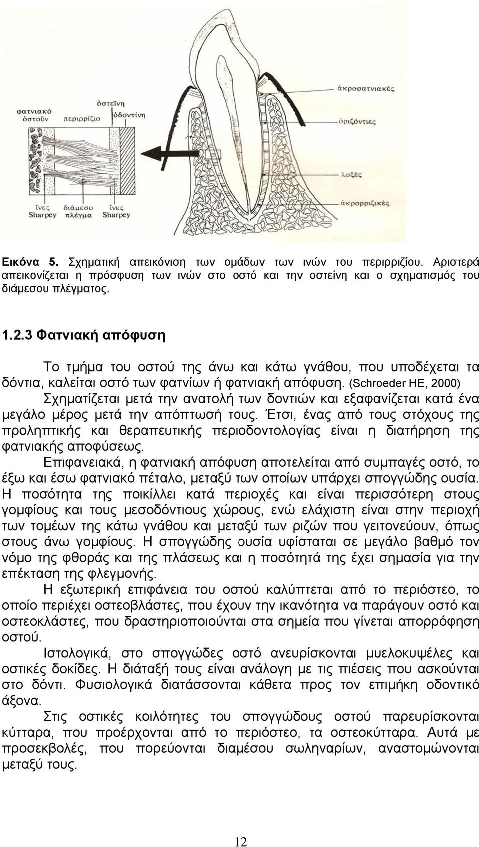 (Schroeder HE, 2000) Σχηματίζεται μετά την ανατολή των δοντιών και εξαφανίζεται κατά ένα μεγάλο μέρος μετά την απόπτωσή τους.