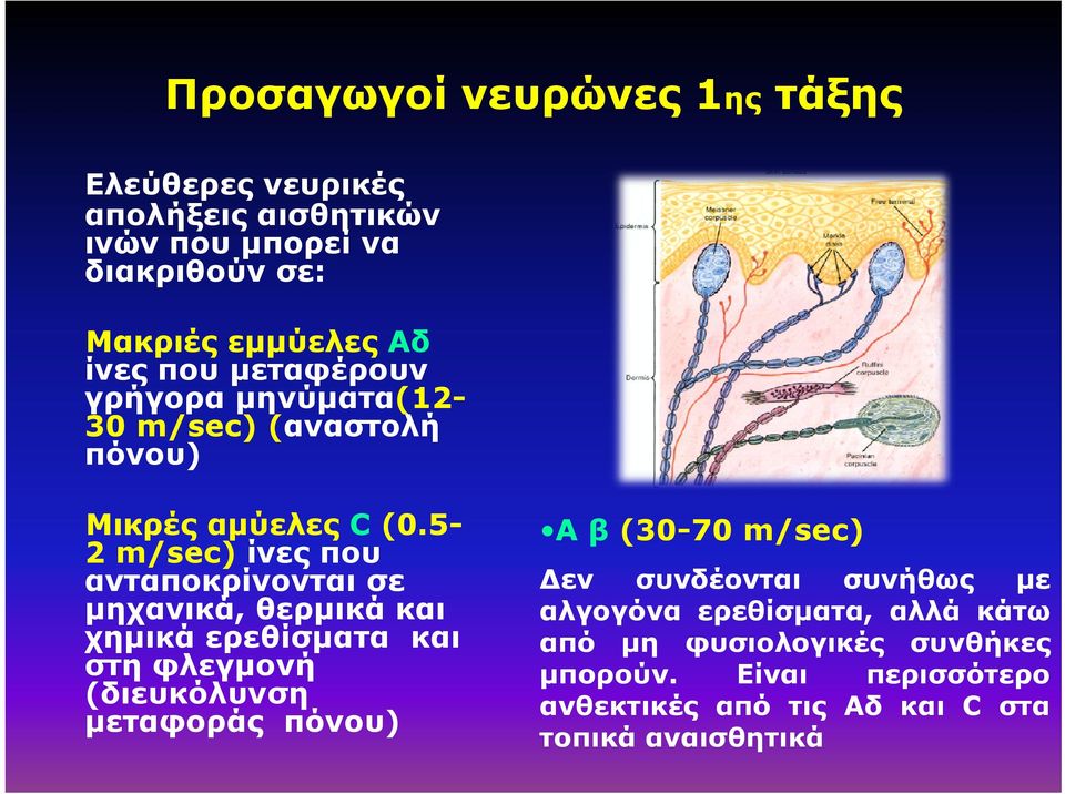 5-2 m/sec) ίνες που ανταποκρίνονται σε μηχανικά, θερμικά και χημικά ερεθίσματα και στη φλεγμονή (διευκόλυνση μεταφοράς πόνου) A β