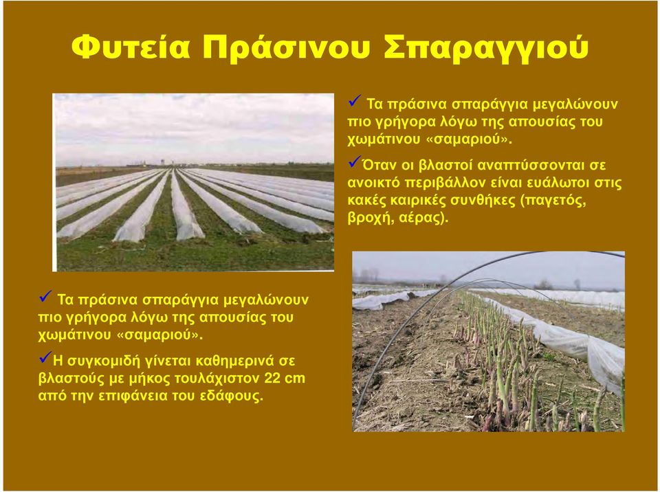 Όταν οι βλαστοί αναπτύσσονται σε ανοικτό περιβάλλον είναι ευάλωτοι στις κακές καιρικές συνθήκες (παγετός,