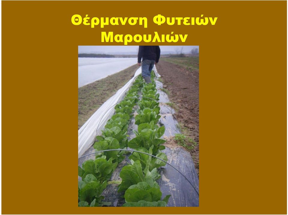 Μαρουλιών