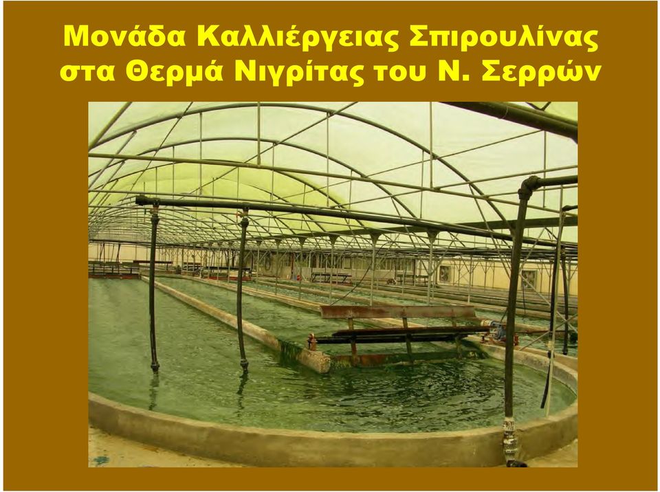Σπιρουλίνας στα