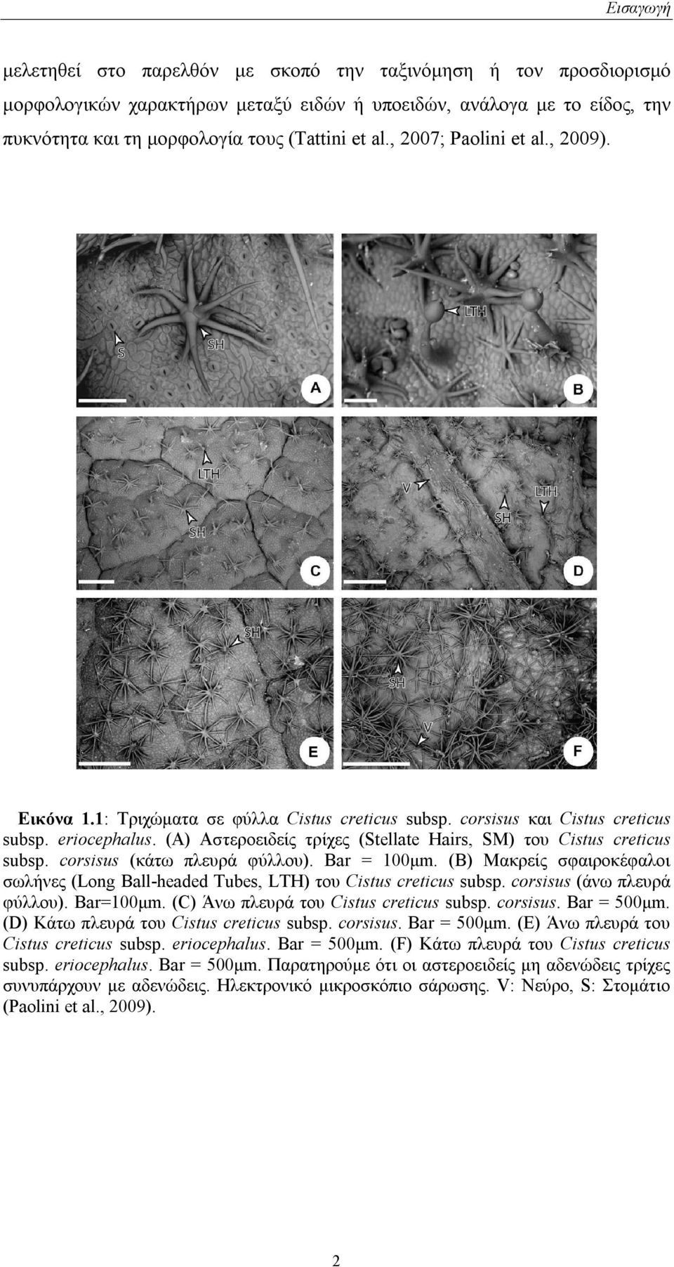 (A) Αστεροειδείς τρίχες (Stellate Hairs, SM) του Cistus creticus subsp. corsisus (κάτω πλευρά φύλλου). Bar = 100μm.