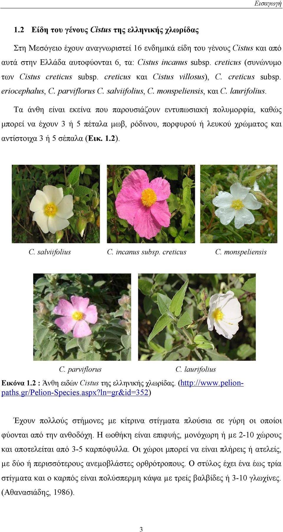 Τα άνθη είναι εκείνα που παρουσιάζουν εντυπωσιακή πολυμορφία, καθώς μπορεί να έχουν 3 ή 5 πέταλα μωβ, ρόδινου, πορφυρού ή λευκού χρώματος και αντίστοιχα 3 ή 5 σέπαλα (Εικ. 1.2). C. salviifolius C.