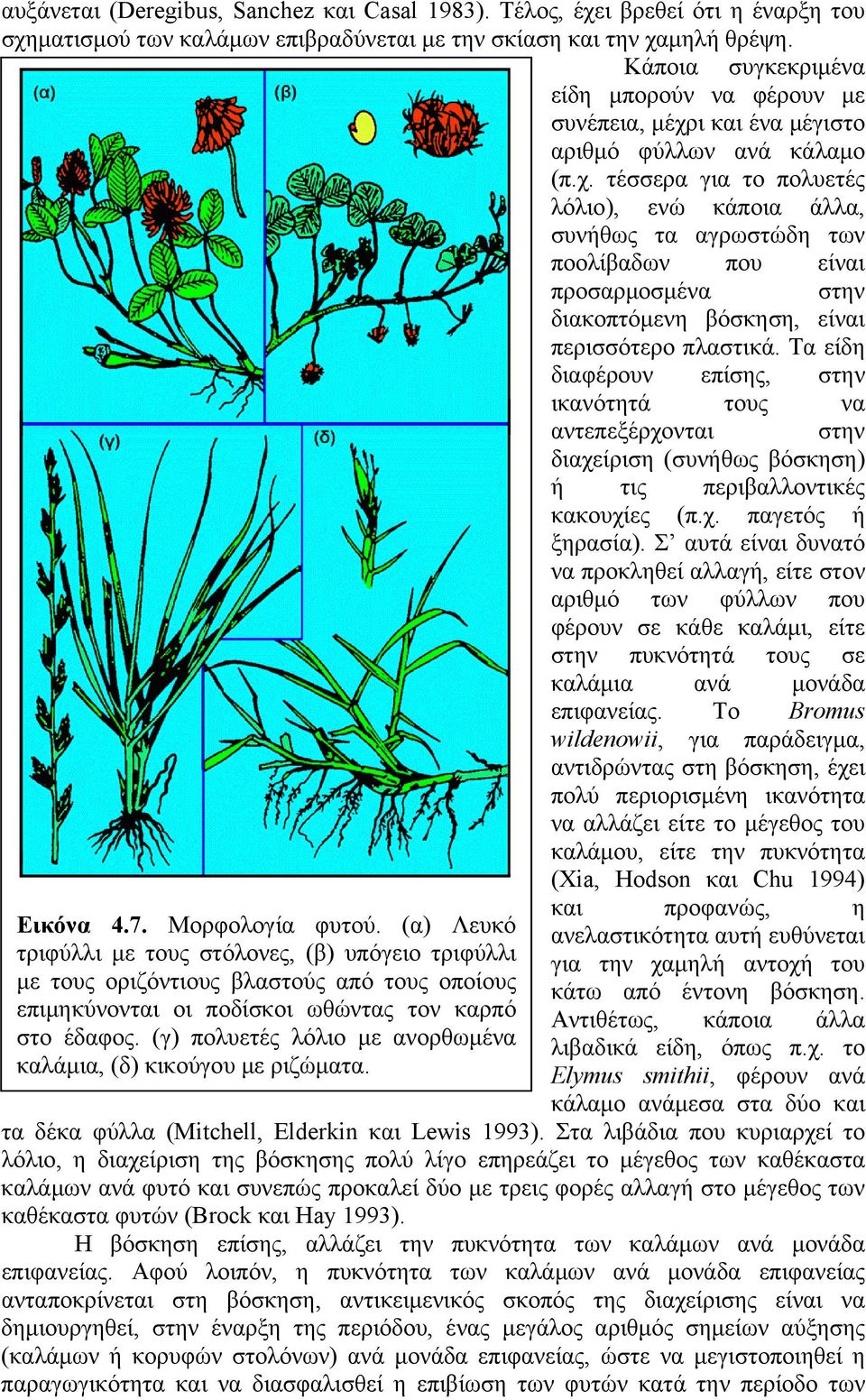 ι και ένα μέγιστο αριθμό φύλλων ανά κάλαμο (π.χ.