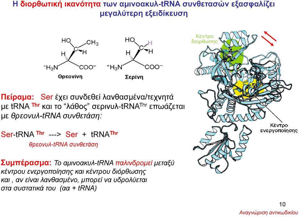 Ser + trna Thr θρεονυλ-trna συνθετάση Συμπέρασμα: Το αμινοακυλ-trna παλινδρομεί μεταξύ κέντρου ενεργοποίησης και