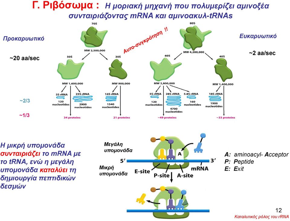 συνταιριάζει το mrna με το trna, ενώ η μεγάλη υπομονάδα καταλύει τη δημιουργία πεπτιδικών