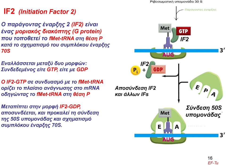 με το fmet-trna trna oρίζει το πλαίσιο ανάγνωσης στο mrna οδηγώντας το fmet-trna στη θέση Ρ IF2 Αποσύνδεση IF2 και άλλων IFs Μεταπίπτει στην