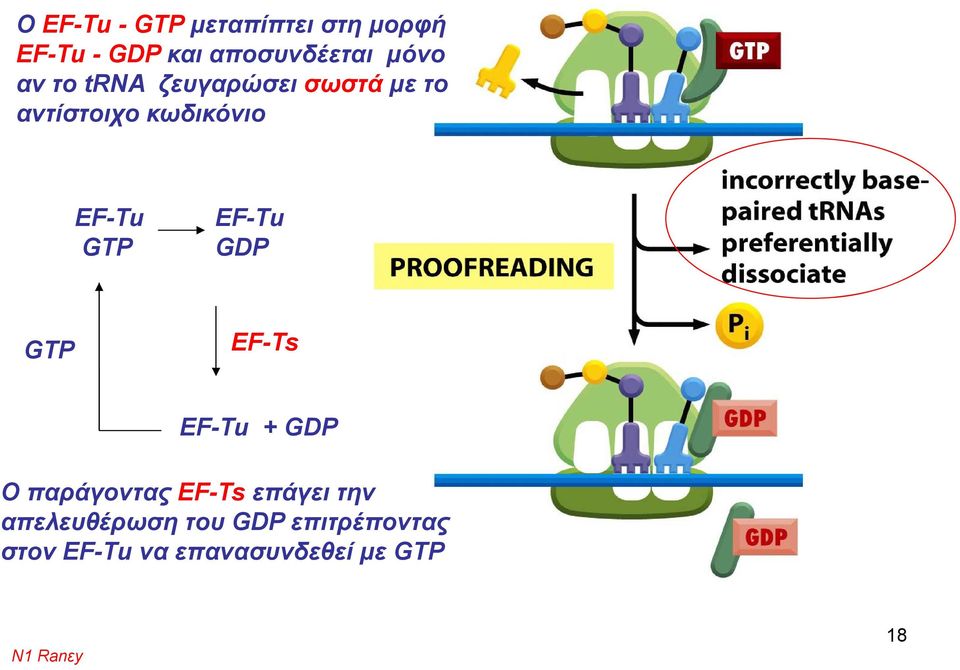 EF-Tu GDP GTP EF-Ts EF-Tu + GDP Ο παράγοντας EF-Ts επάγει την