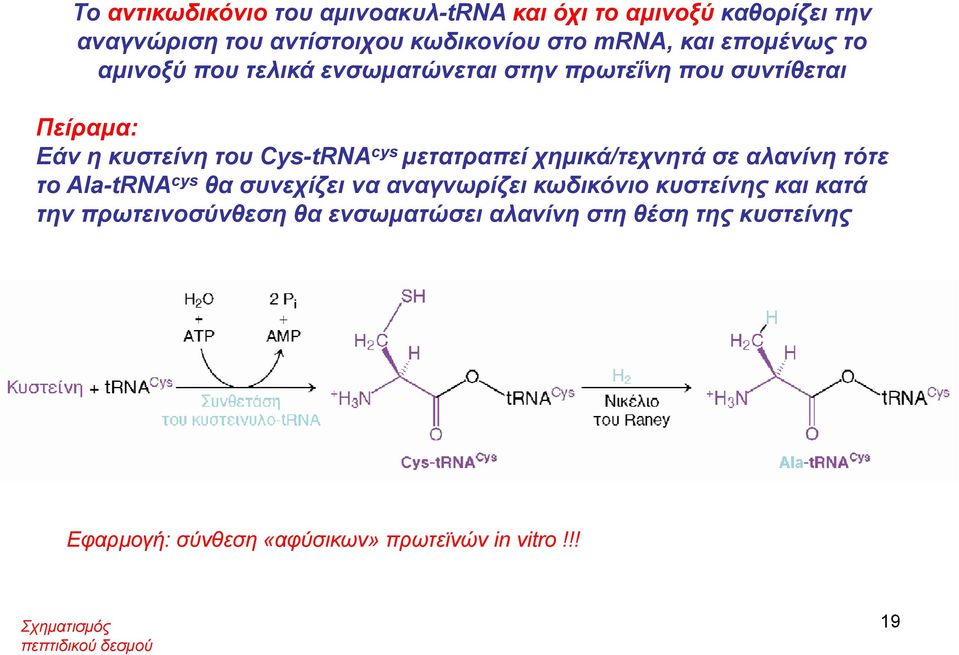 μετατραπεί χημικά/τεχνητά σε αλανίνη τότε το Ala-tRNA cys θα συνεχίζει να αναγνωρίζει κωδικόνιο κυστείνης και κατά την
