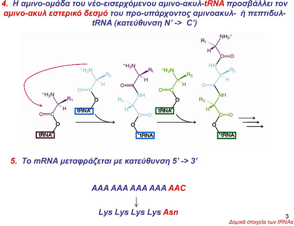 trna (κατεύθυνση Ν -> C ) 5.