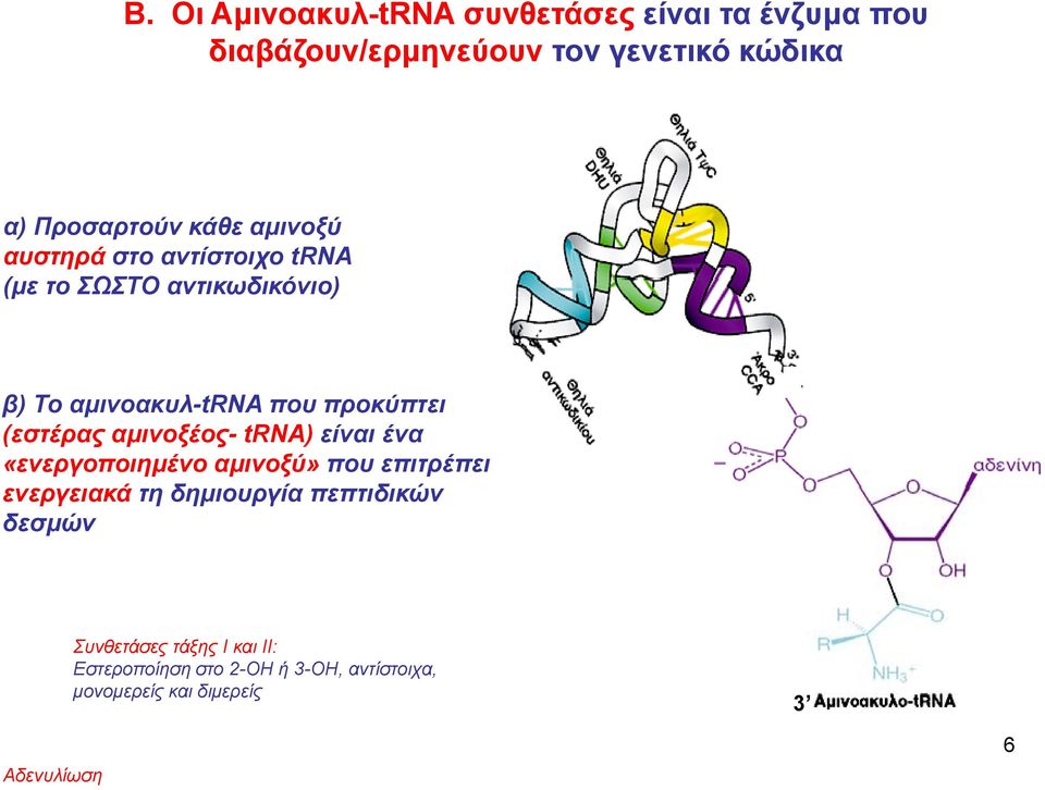 (εστέρας αμινοξέος- trna) είναι ένα «ενεργοποιημένο αμινοξύ» που επιτρέπει ενεργειακά τη δημιουργία