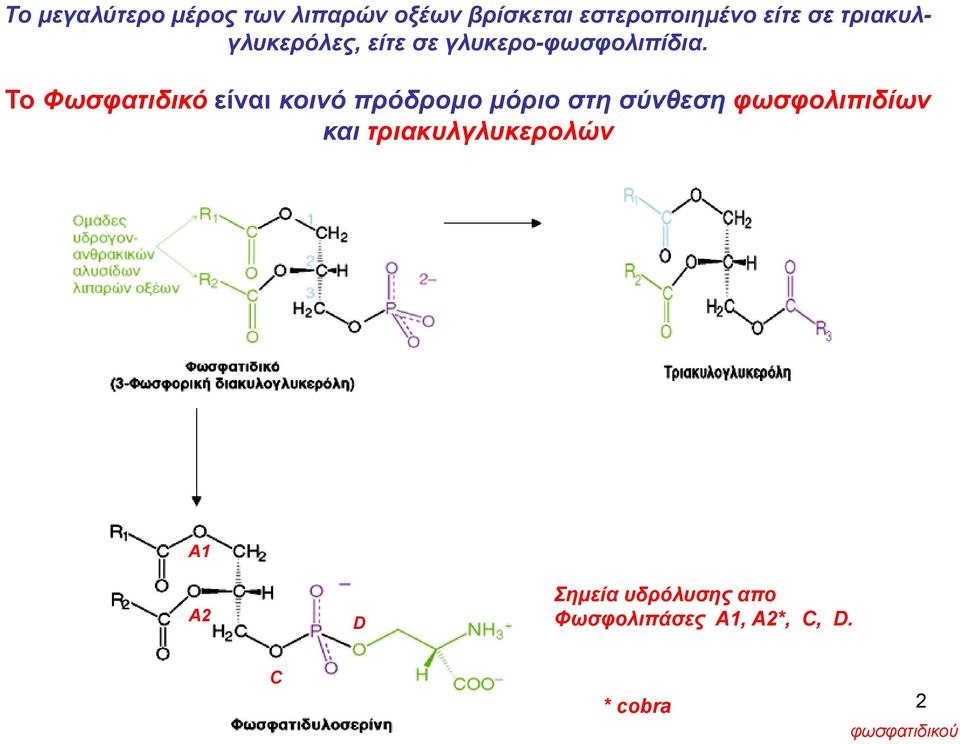 Το Φωσφατιδικό είναι κοινό πρόδρομο μόριο στη σύνθεση φωσφολιπιδίων και