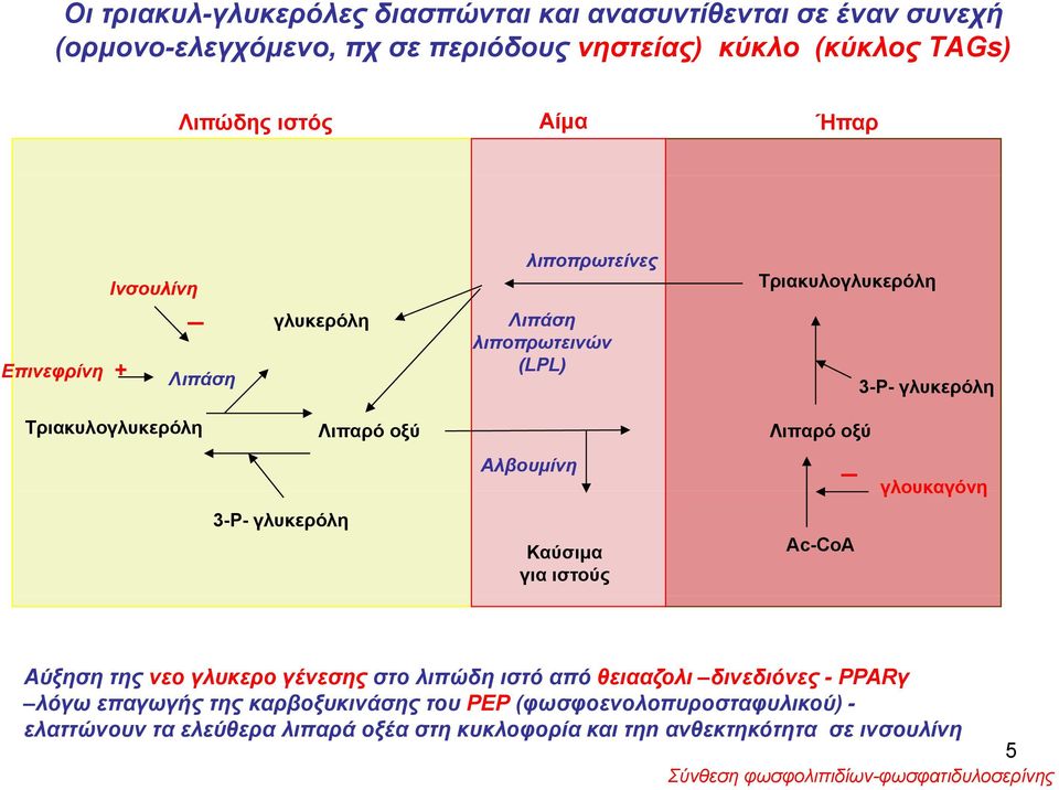 γλυκερόλη Αλβουμίνη Καύσιμα για ιστούς _ Ac-CoA γλουκαγόνη Αύξηση της νεο γλυκερο γένεσης στο λιπώδη ιστό από θειααζολι δινεδιόνες -PPARγ λόγω επαγωγής της