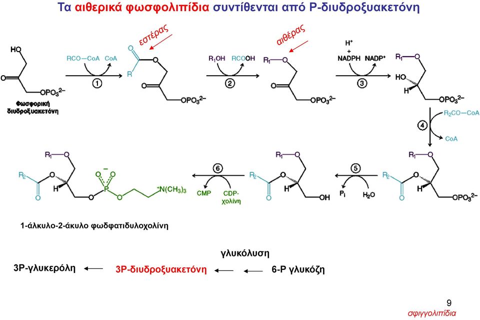 φωδφατιδυλοχολίνη 3P-γλυκερόλη γλυκόλυση