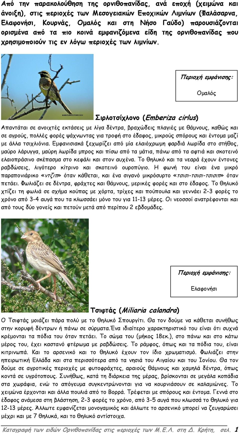 Σιρλοτσίχλονο (Emberiza cirlus) Απαντάται σε ανοιχτές εκτάσεις µε λίγα δέντρα, βραχώδεις πλαγιές µε θάµνους, καθώς και σε αγρούς, πολλές φορές ψάχνωντας για τροφή στο έδαφος, µικρούς σπόρους και