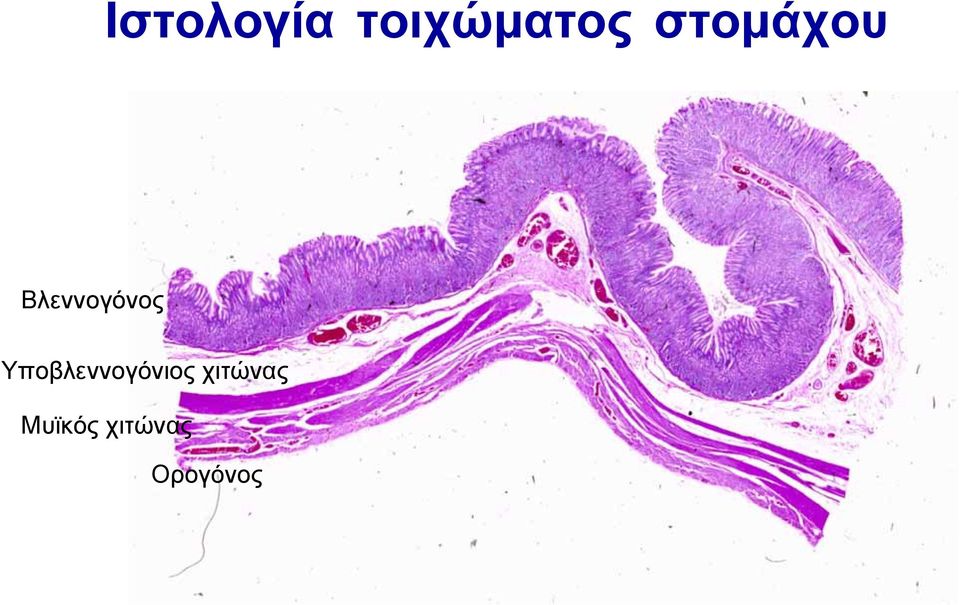 Υποβλεννογόνιος