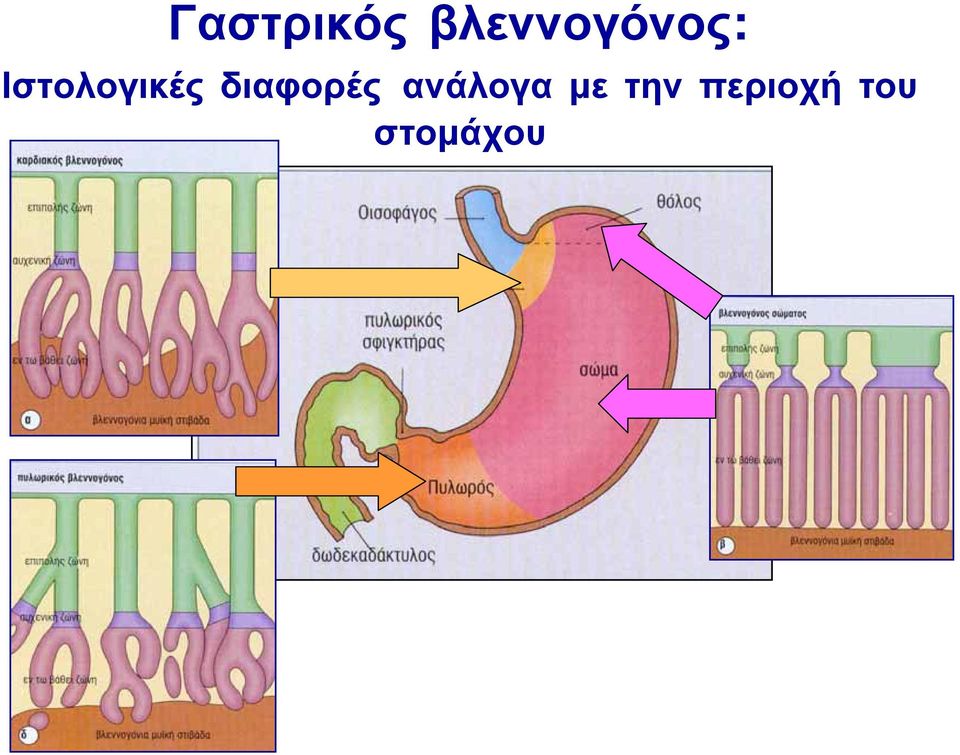 Ιστολογικές