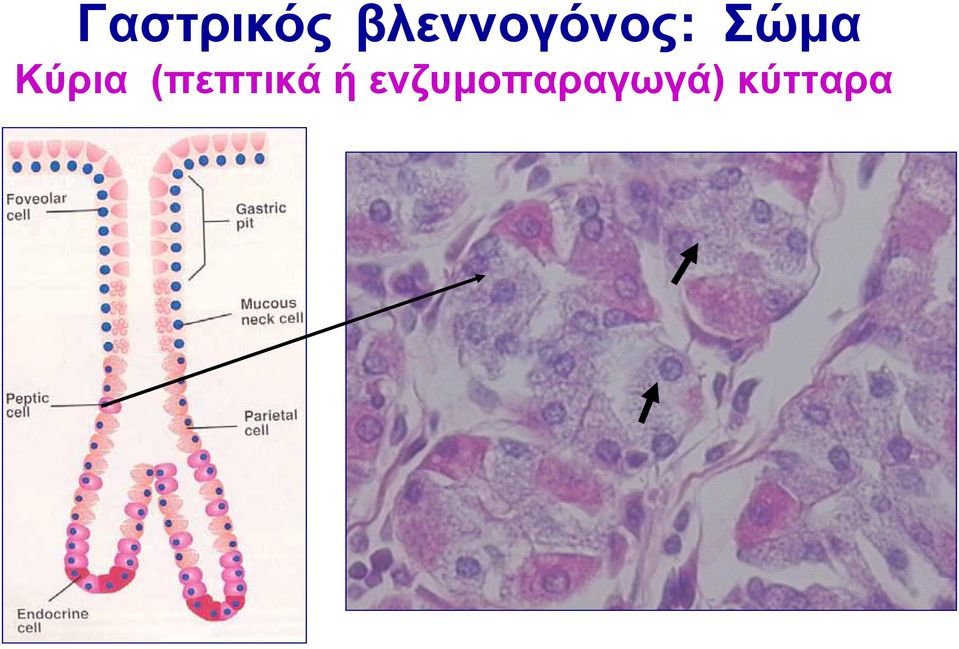 Σώμα Κύρια