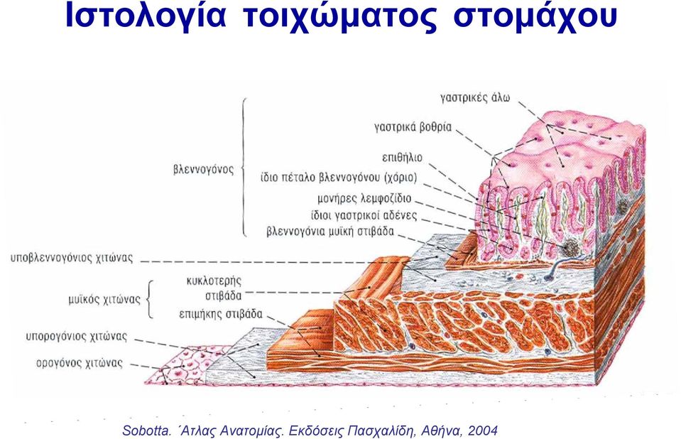 Aτλας Ανατομίας.