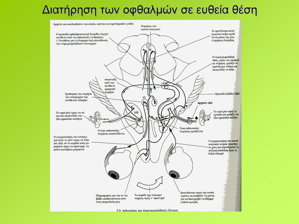 οφθαλμών