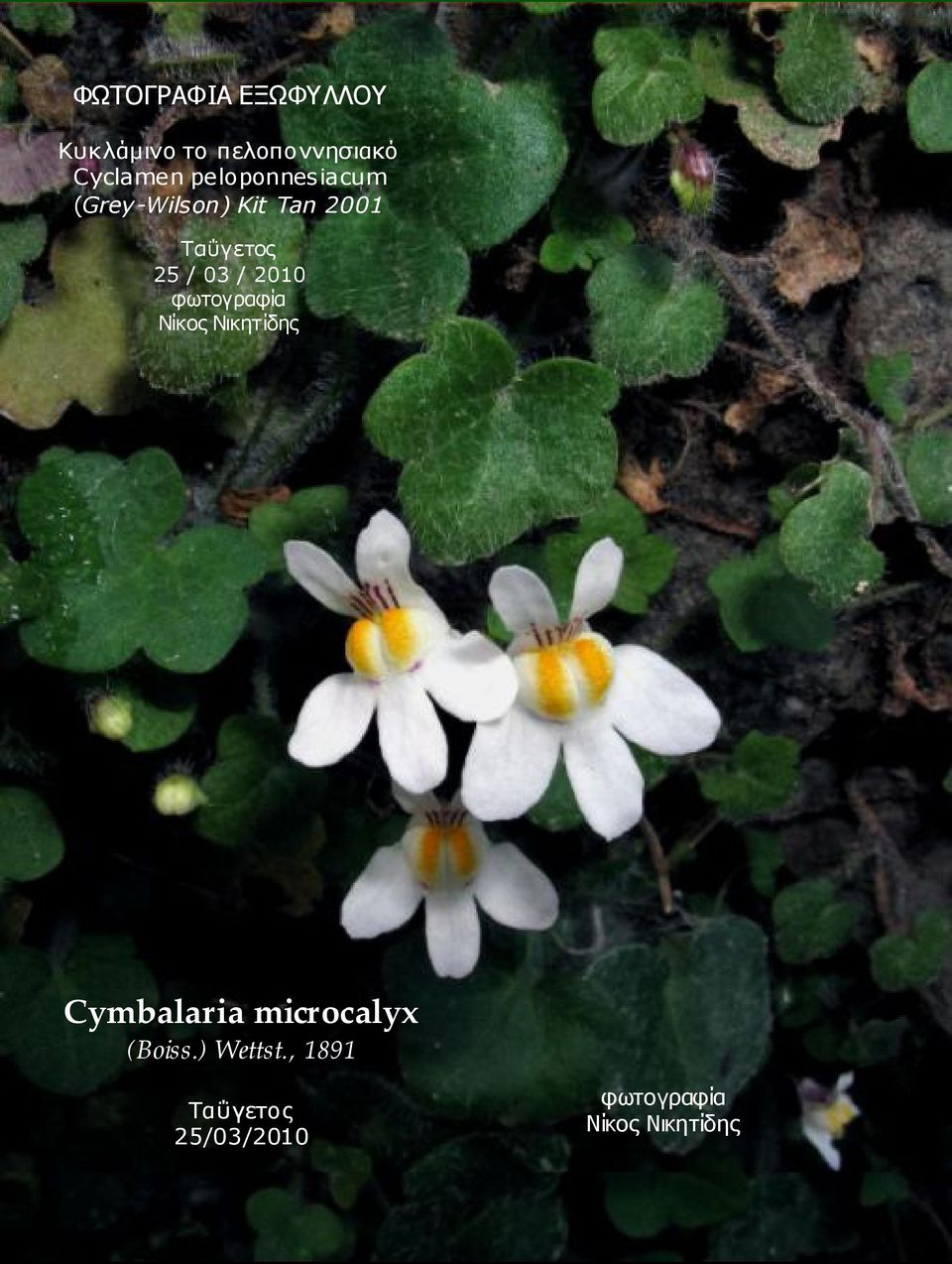 / 2010 φωτογραφία Νίκος Νικητίδης Cymbalaria microcalyx